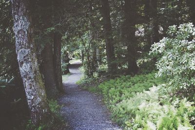 Pathway by trees in forest