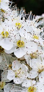 Close-up of white flowering plant