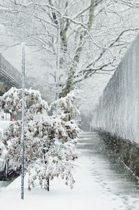 Snow covered trees