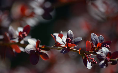 Close-up of flower buds