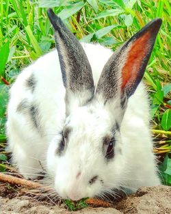 Close-up portrait of a cat on field
