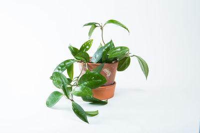 House plant with a white background