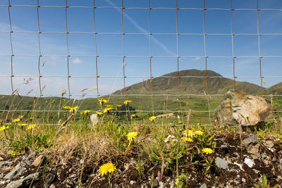 Plants growing on field against sky