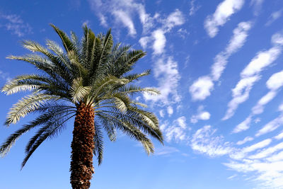 palm tree