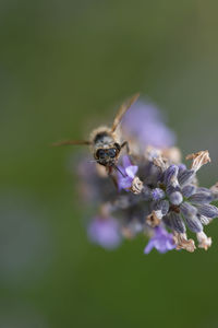 Close-up of bee pollinating on purple flower