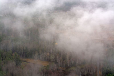 Scenic view of forest against sky