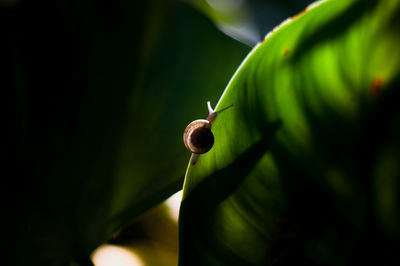 Close-up of snail on leaf