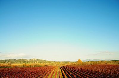 Scenic view of agricultural field against clear blue sky in florence.
