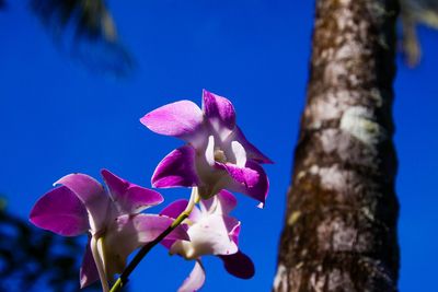 Low angle view of pink flowering plant against blue sky