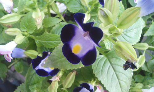 Close-up of fresh purple flowers