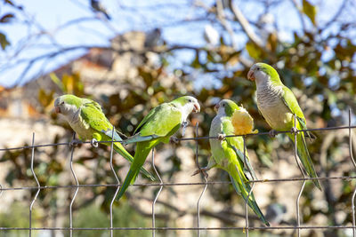 Low angle view of bird perching on branch
