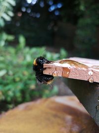 Close-up of housefly on wood in forest