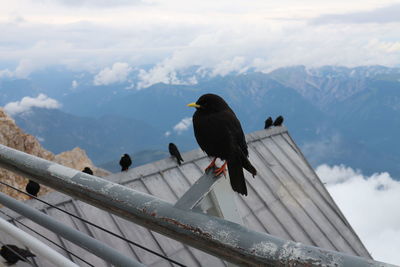 Birds perching on railing against mountain range