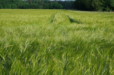 Scenic view of wheat field