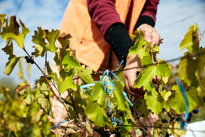 Cropped hand of woman holding vine plant on harvesting season