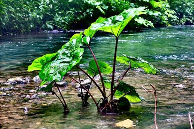 Leaves in pond