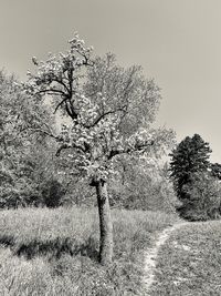 Tree on field against clear sky