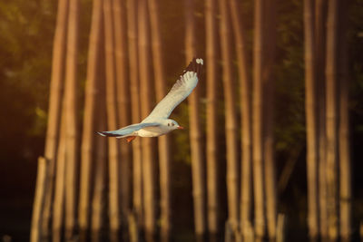 Close-up of bird flying against blurred background