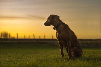 Dog standing on field during sunset