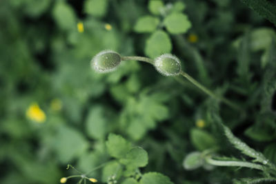 Close-up of fresh green plant