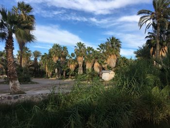 Scenic view of palm trees against sky