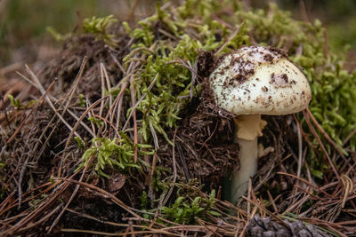 Close-up of mushroom growing on field