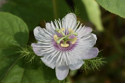 Close-up of white flowering plant