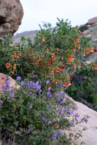 Close-up of flowers growing on tree