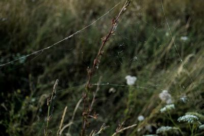 Close-up of spider on web