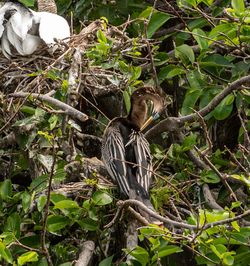 View of a bird in a forest