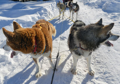 Two dogs on snow covered land