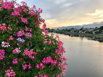 Pink flowers blooming against sky