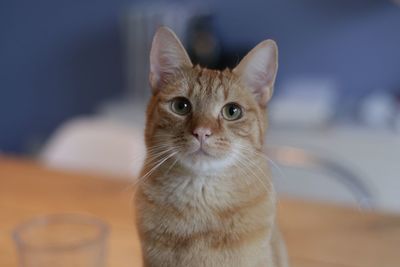 Close-up portrait of cat