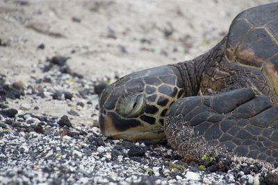 Close-up of turtle on field