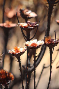 Close-up of plant against white background