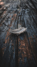 High angle view of feather on wooden table