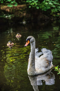 Swan swimming in lake