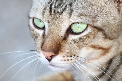 Close-up portrait of a cat