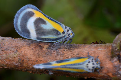 Close-up of butterfly