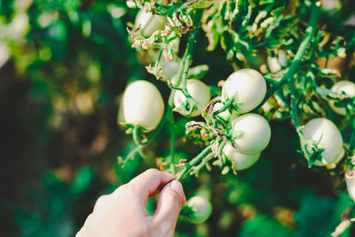 Close-up of hand holding tomato tree