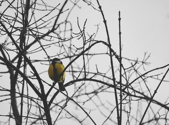 Low angle view of bird perching on bare tree