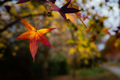 Close-up of maple leaves