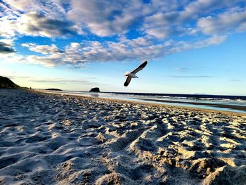 Bird flying over sea during winter against sky