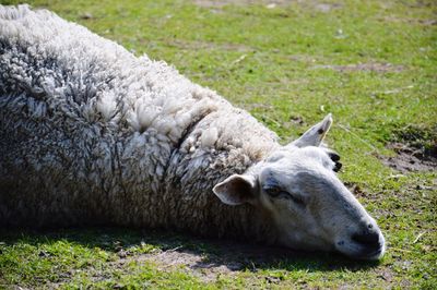 Dog relaxing on grassy field
