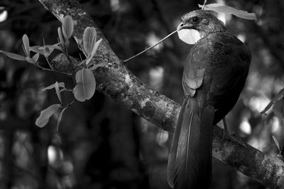 Close-up of bird perching on branch