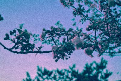 Close-up of flower tree against sky