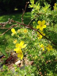 Close-up of yellow flowers