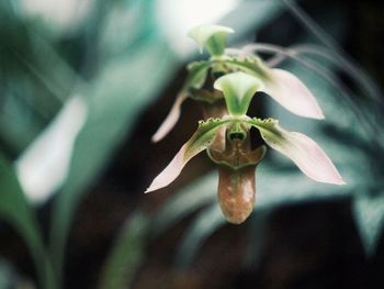 Close-up of red flowering plant
