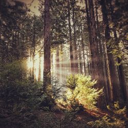 Sunlight streaming through trees in forest