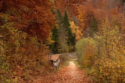 Trees in forest during autumn